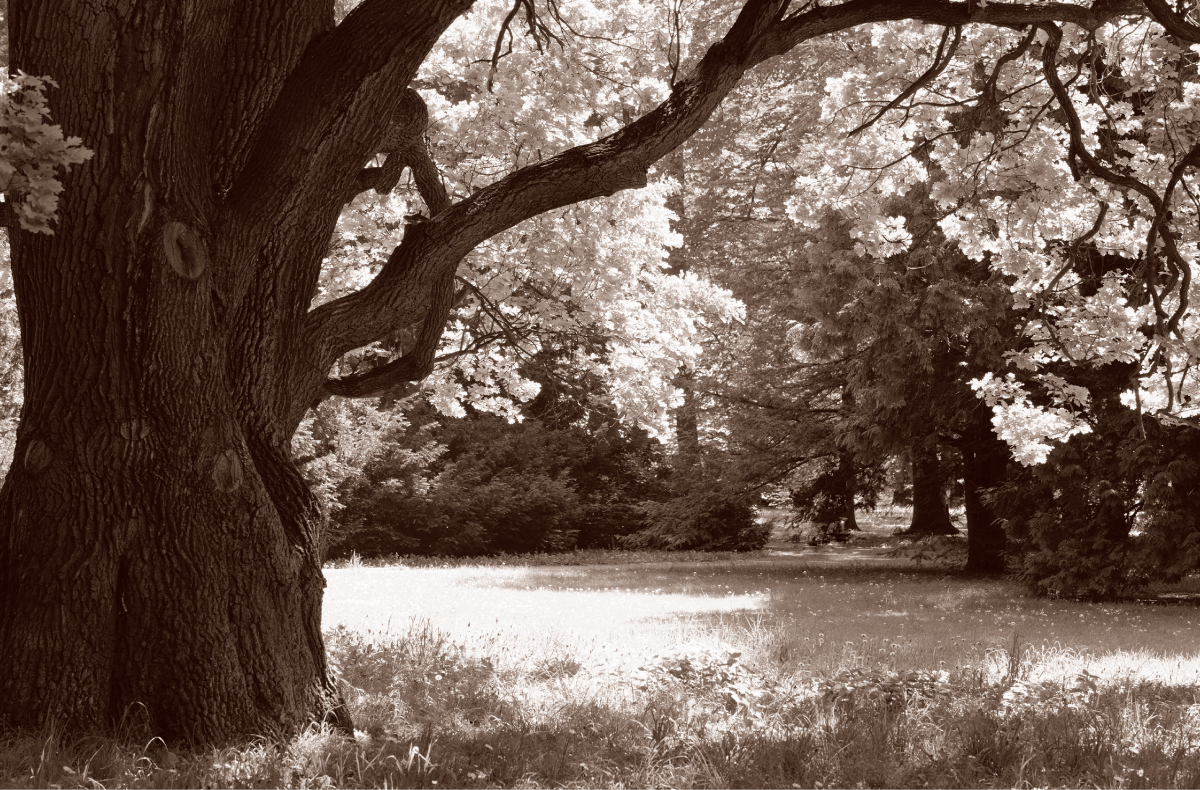Hintergrund Bild